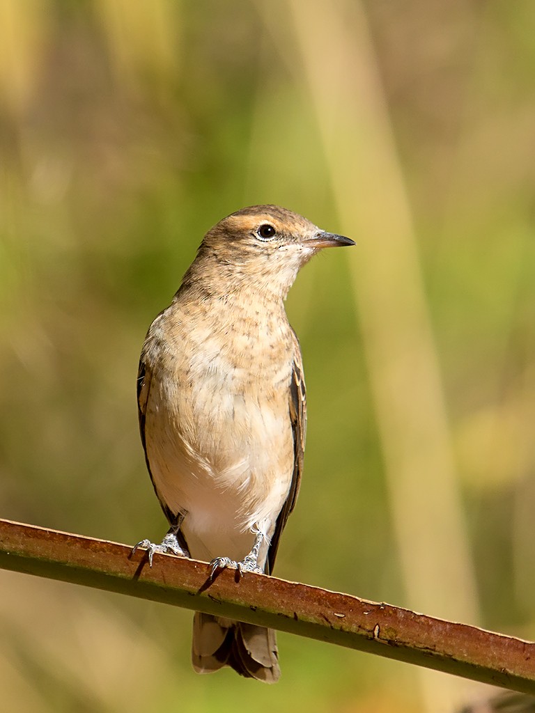 White-winged Triller - David and Kathy Cook