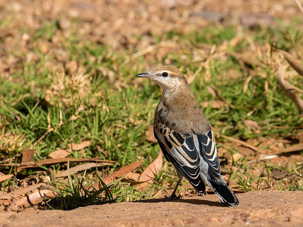 White-winged Triller - David and Kathy Cook
