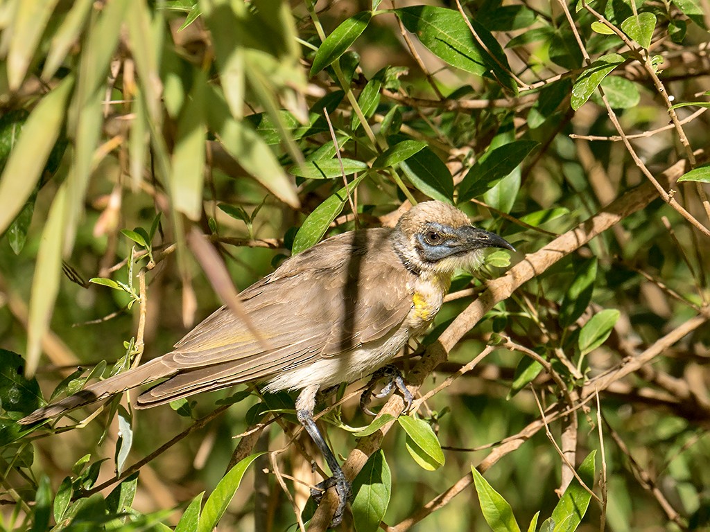 Little Friarbird - ML205718831