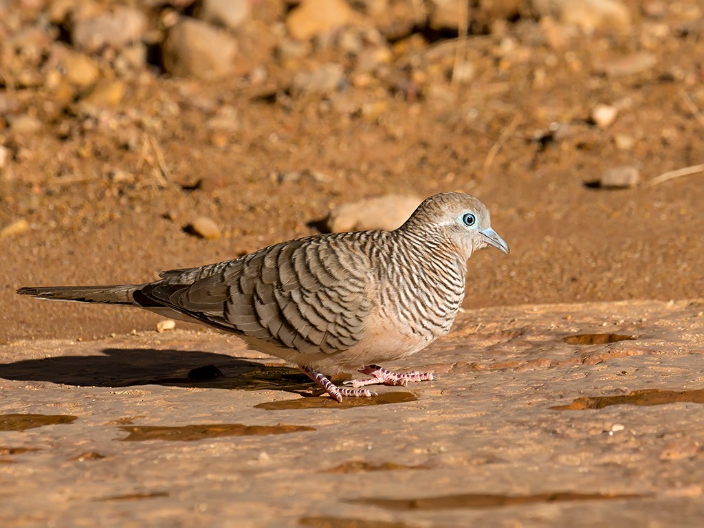 Peaceful Dove - David and Kathy Cook