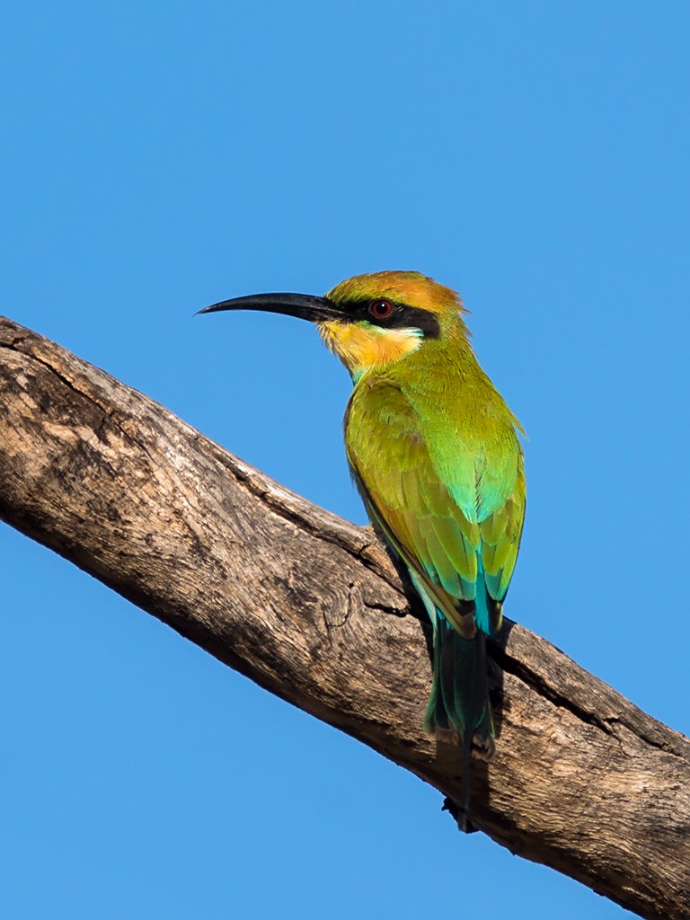 Rainbow Bee-eater - David and Kathy Cook