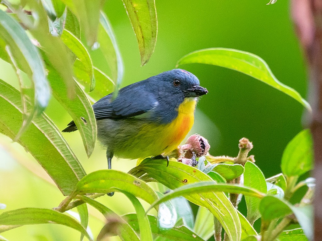 Yellow-rumped Flowerpecker - David and Kathy Cook
