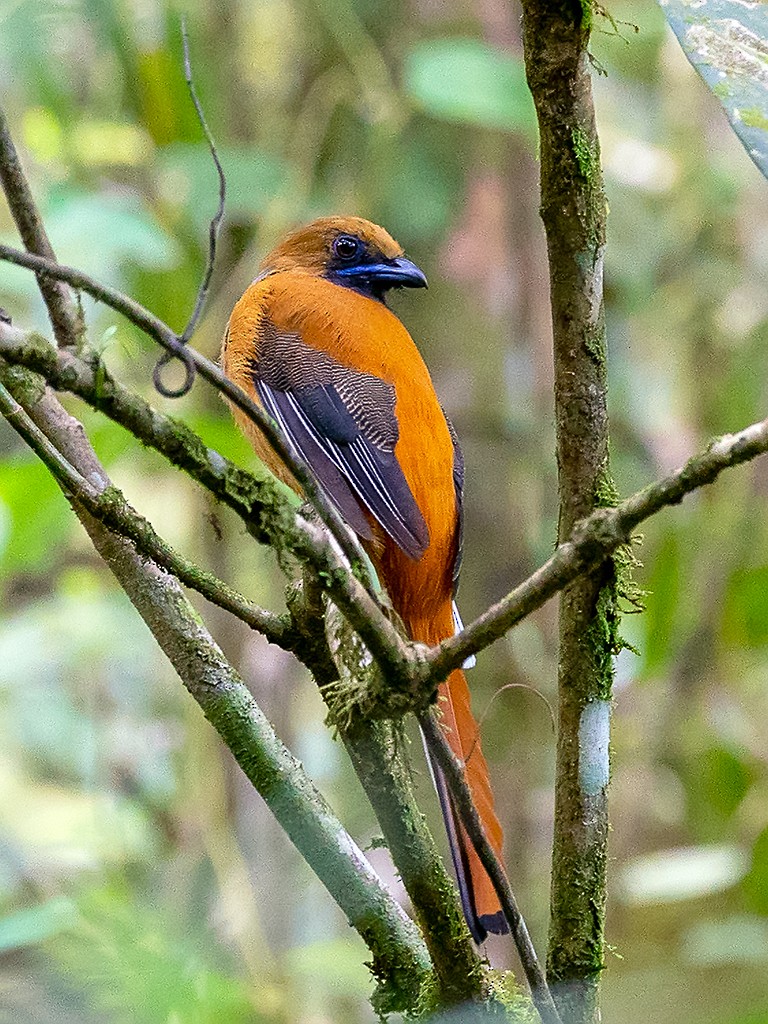 Whitehead's Trogon - ML205719011