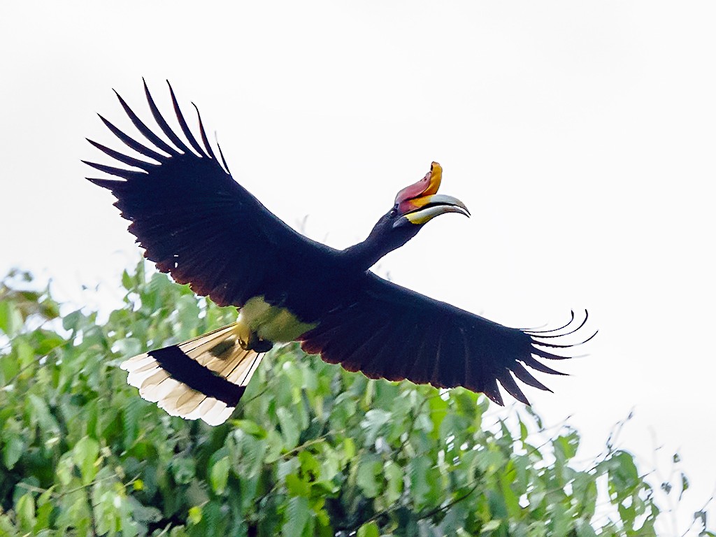 Rhinoceros Hornbill - David and Kathy Cook