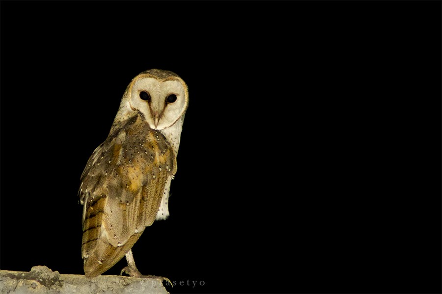 Eastern Barn Owl - ML205719161