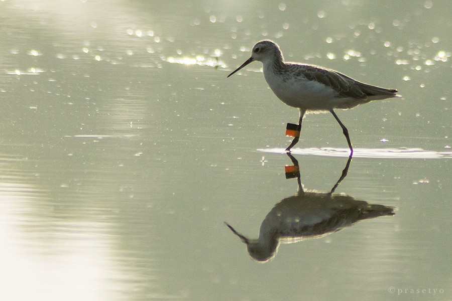 Marsh Sandpiper - ML205719211