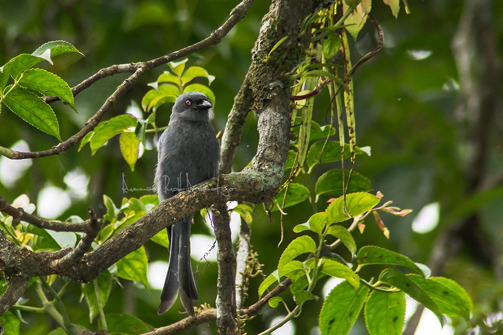 Ashy Drongo - ML205719271
