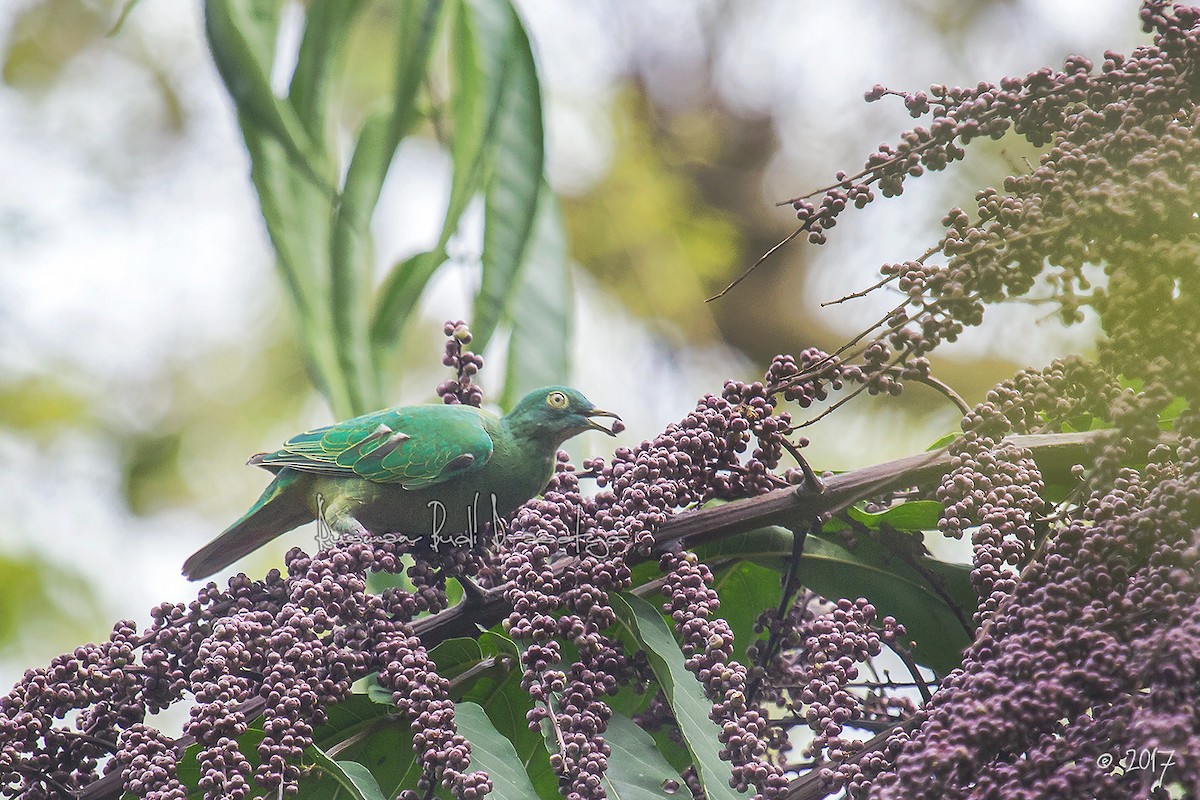 Black-naped Fruit-Dove - ML205719391
