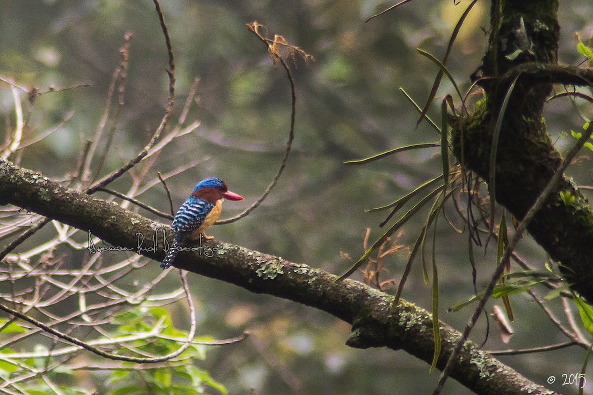 Banded Kingfisher (Banded) - ML205719511