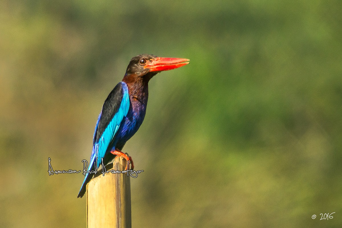 Javan Kingfisher - ML205719531