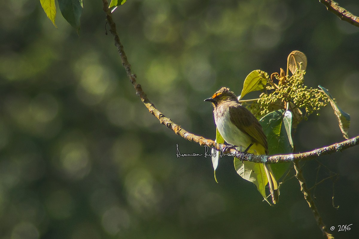 Orange-spotted Bulbul - ML205719541