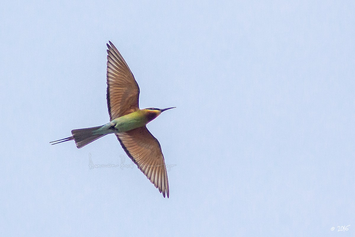 Blue-tailed Bee-eater - ML205719561