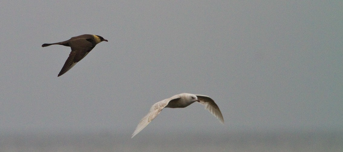 Pomarine Jaeger - ML205719991