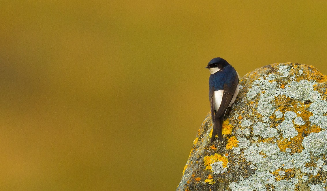 Western House-Martin - ML205720121