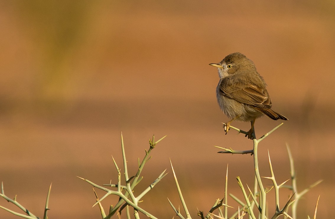 Asian Desert Warbler - ML205720241