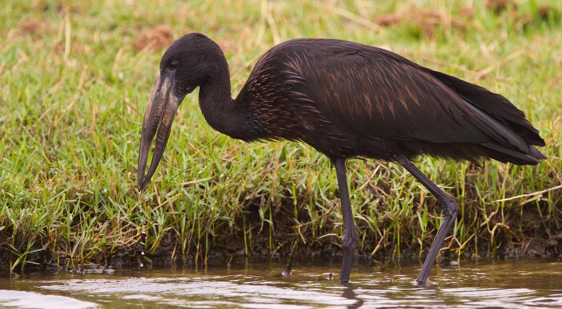 African Openbill - ML205720401