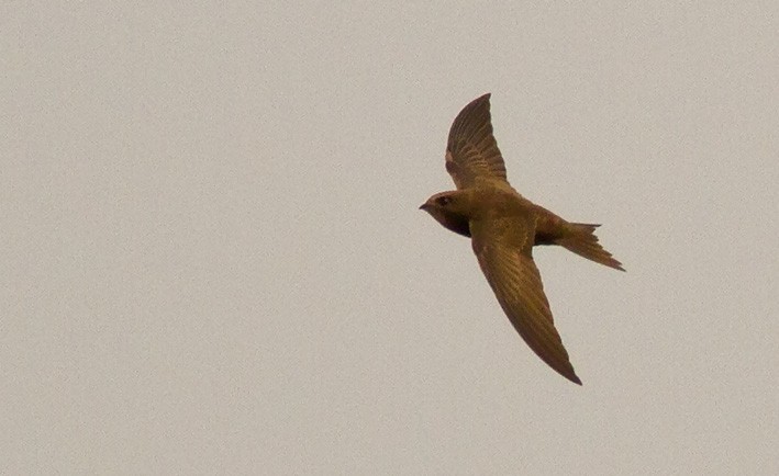 African Swift (African) - ML205720481