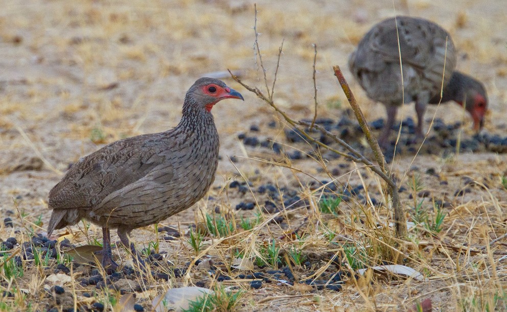 Swainson's Spurfowl - ML205720671