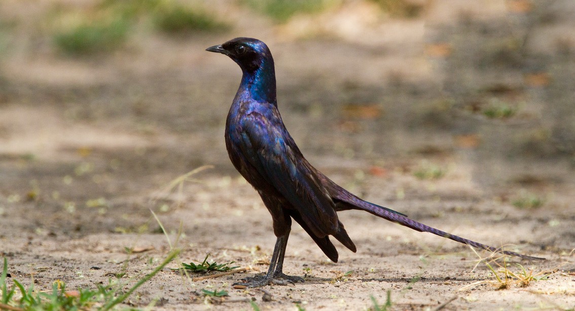 Meves's Starling (Meves's) - ML205720721