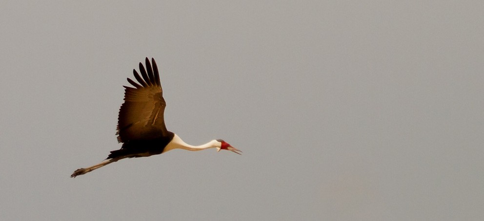 Wattled Crane - ML205720781