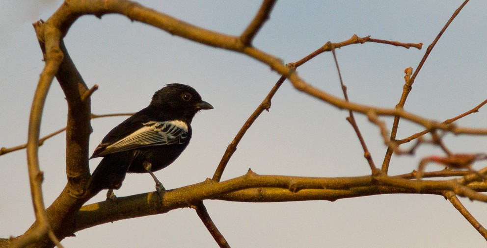 Southern Black-Tit - ML205720841