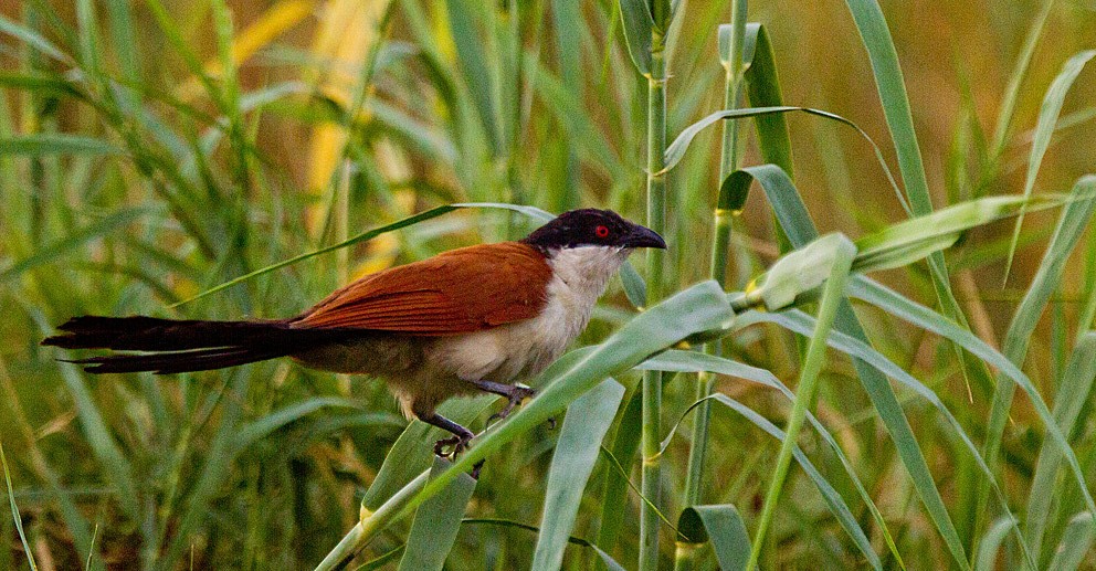 Coppery-tailed Coucal - ML205720911