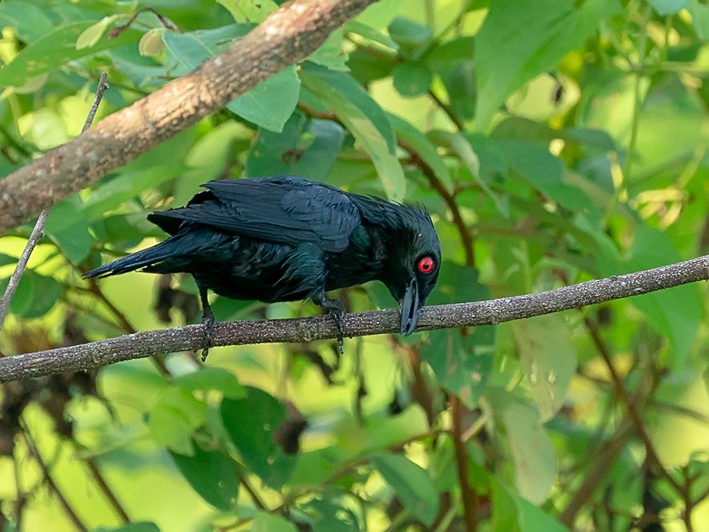 Asian Glossy Starling - ML205720981