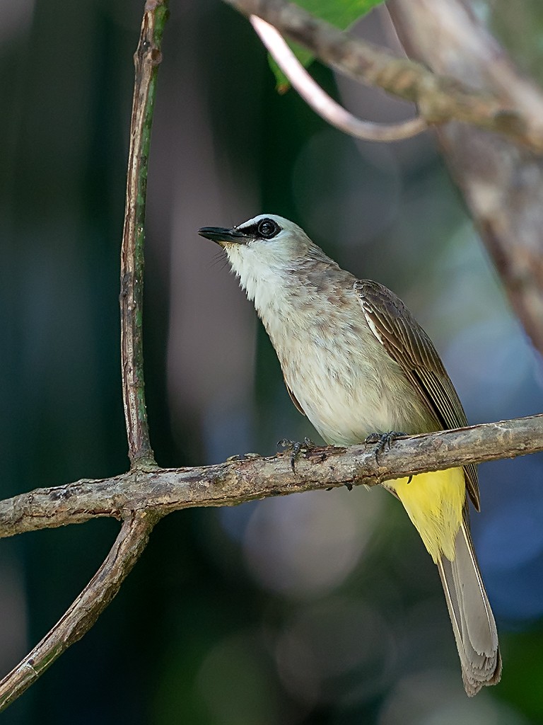 Yellow-vented Bulbul - ML205721001