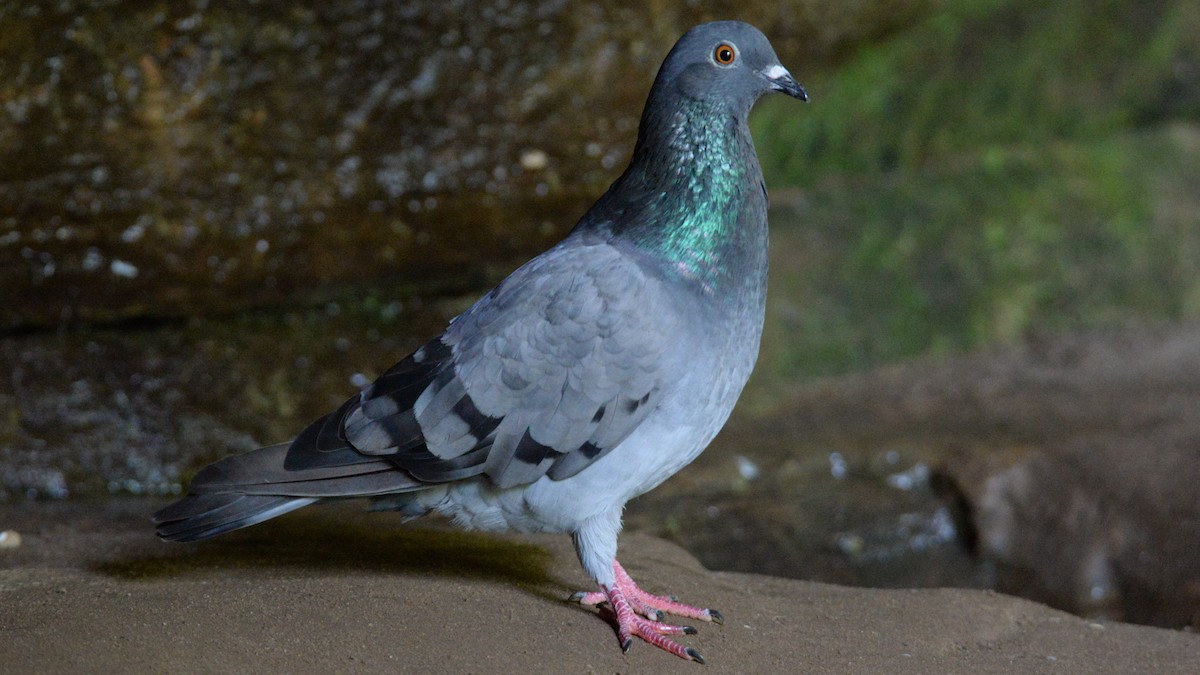 Rock Pigeon (Feral Pigeon) - Daniel DeLapp