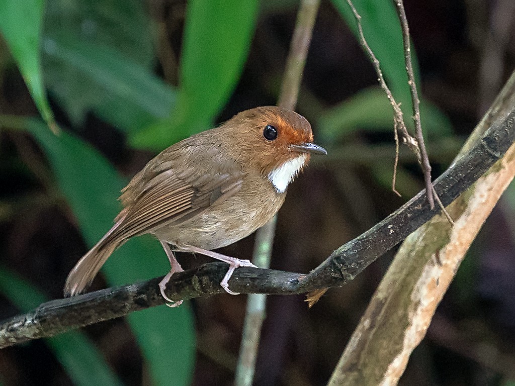 Rufous-browed Flycatcher - ML205721011