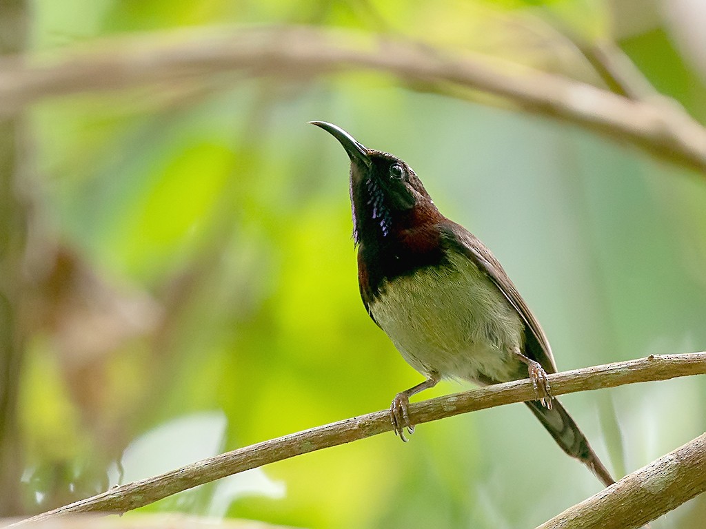 Black-throated Sunbird - David and Kathy Cook