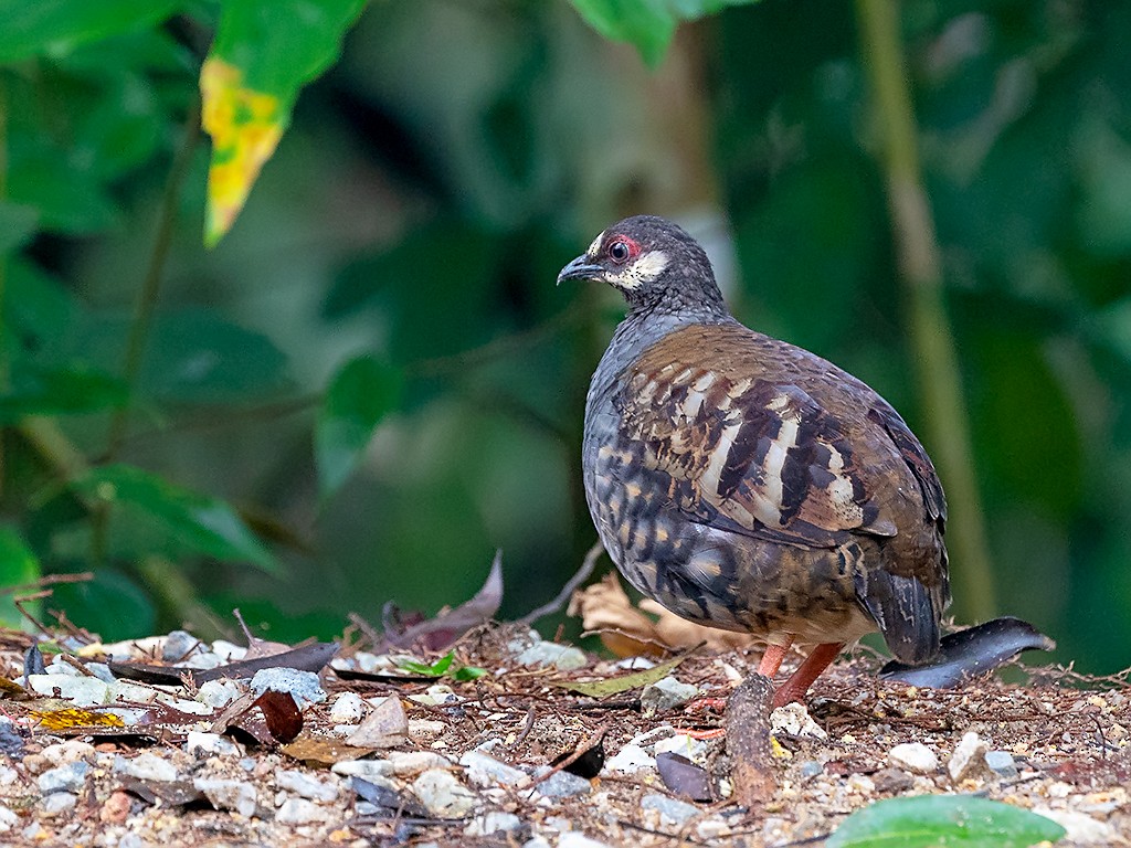 Malayan Partridge - David and Kathy Cook