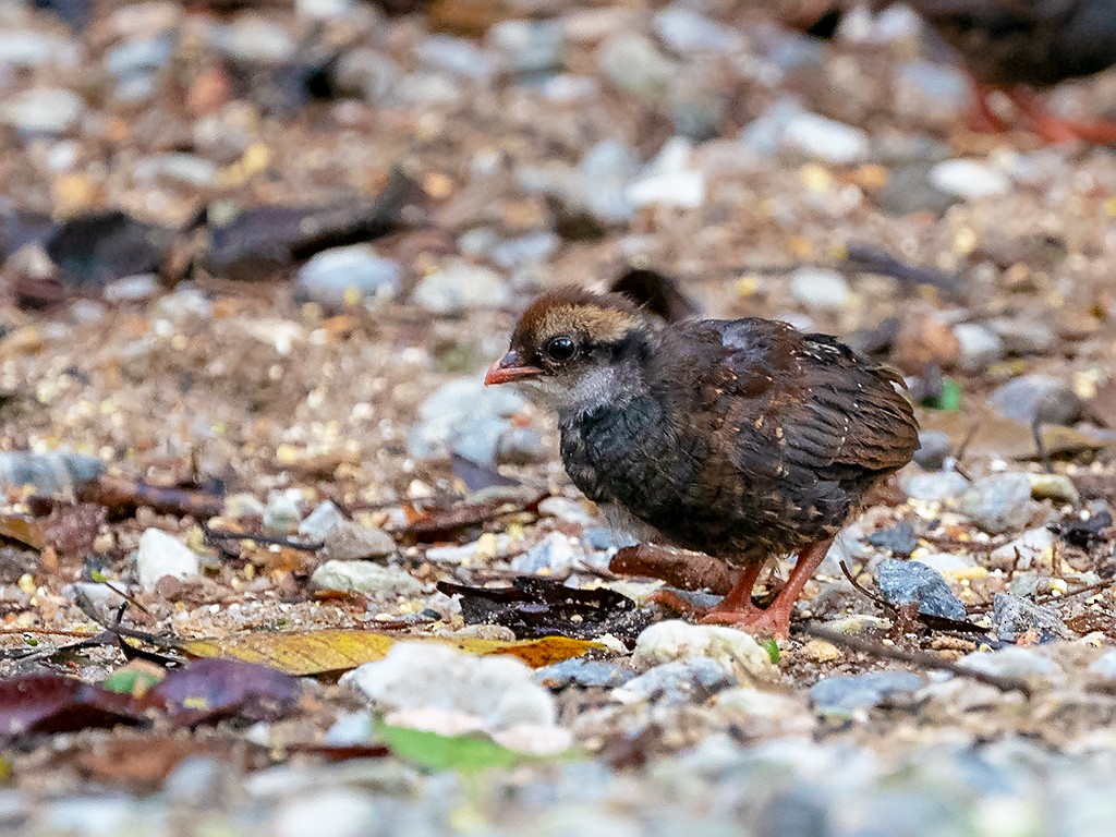 Malayan Partridge - David and Kathy Cook