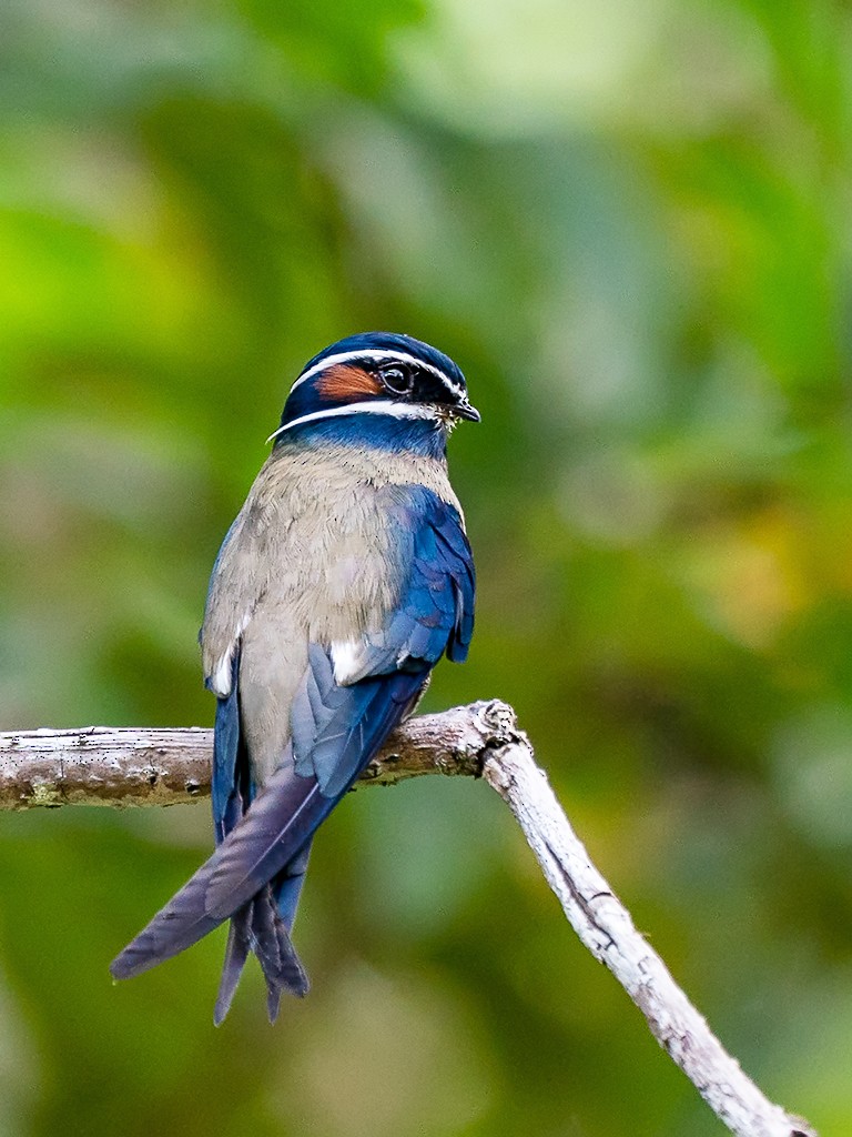 Whiskered Treeswift - David and Kathy Cook