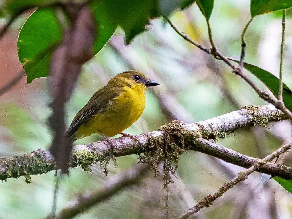 Bornean Whistler - ML205721471