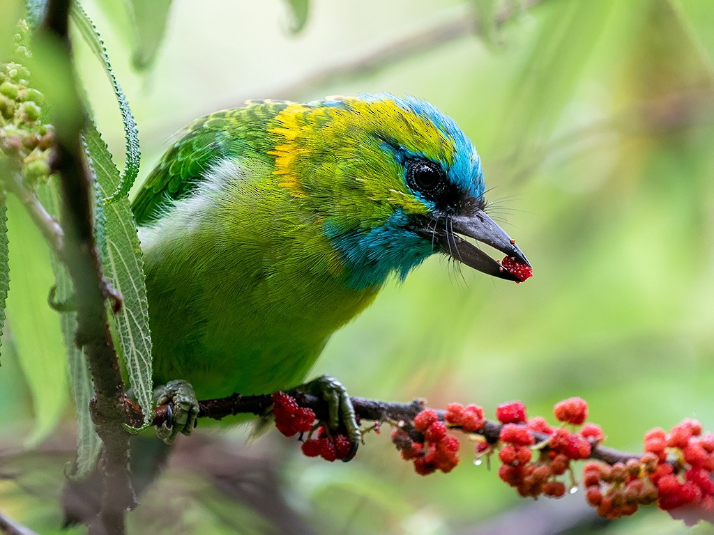 Golden-naped Barbet - ML205721491
