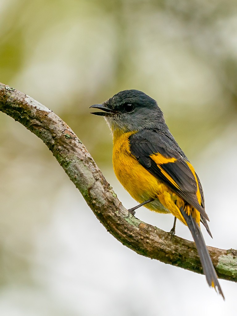 Gray-chinned Minivet (Gray-throated) - ML205721511