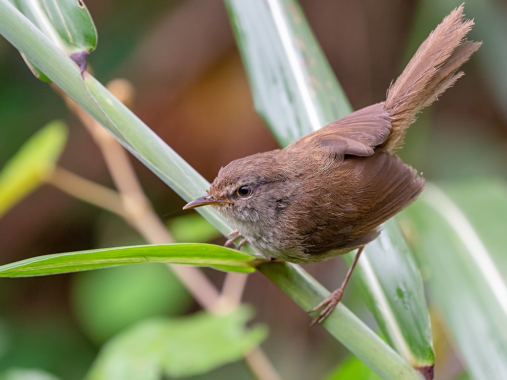 Aberrant Bush Warbler (Sunda) - David and Kathy Cook