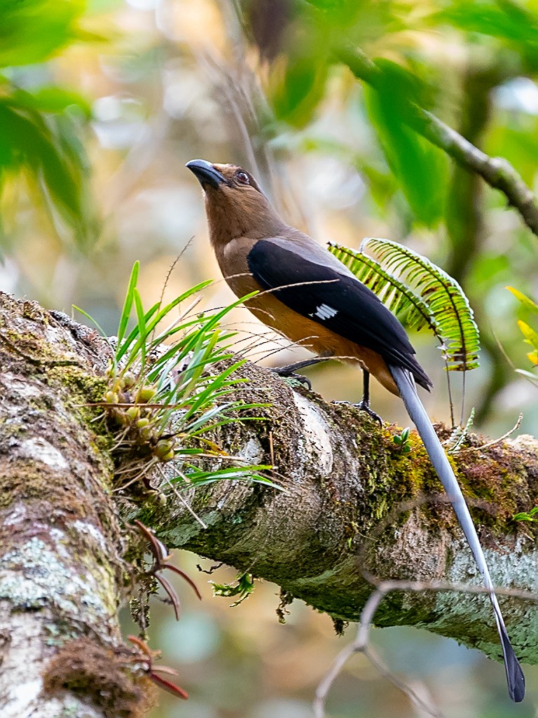 Bornean Treepie - ML205721551