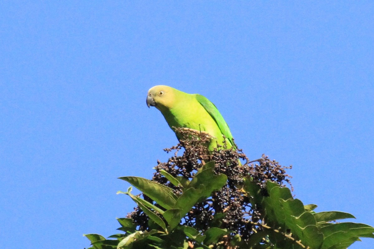 Singing Parrot (Northern) - ML205721571