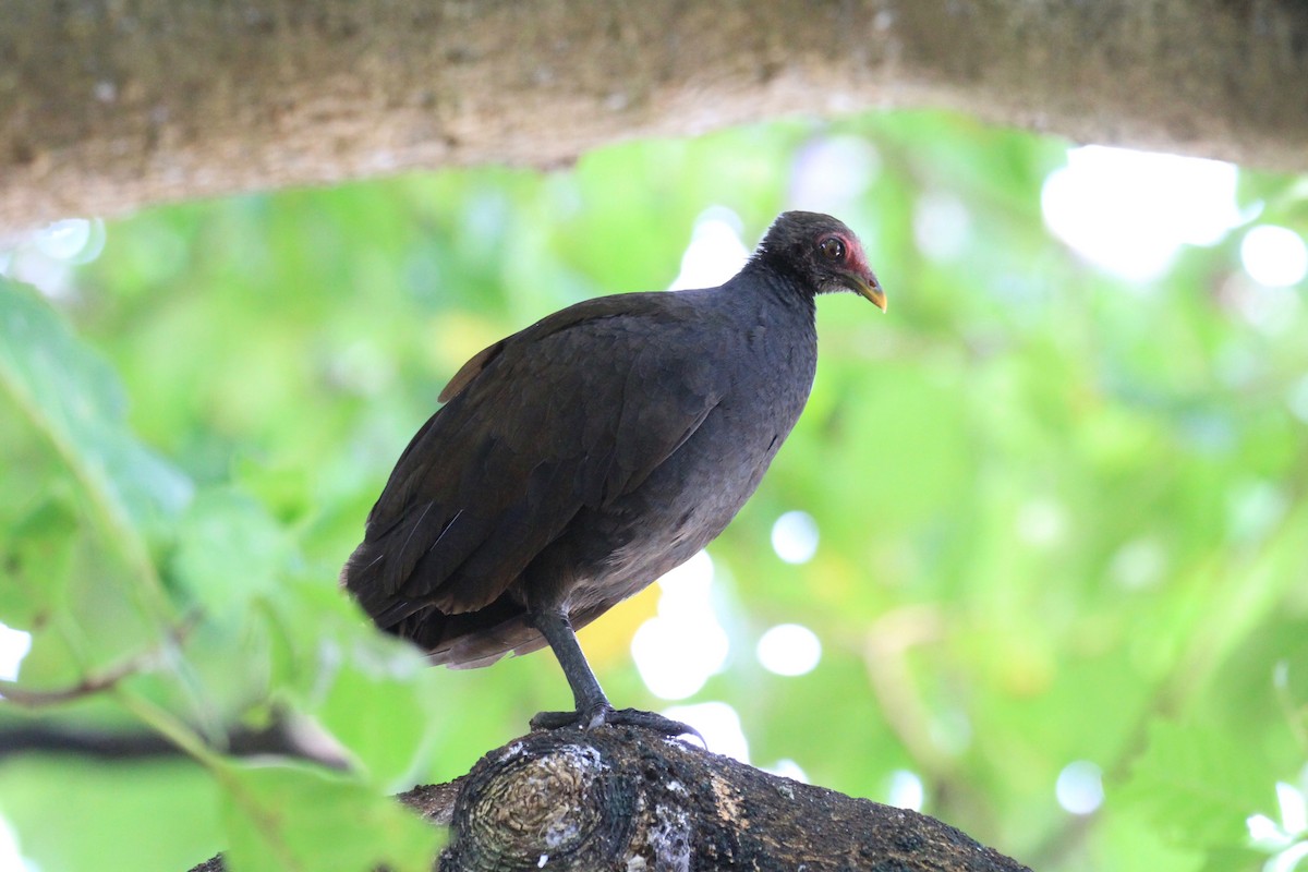 Melanesian Megapode - Charles Davies