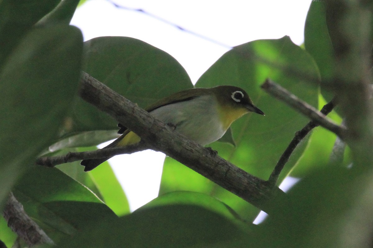 Ambon White-eye - ML205721881