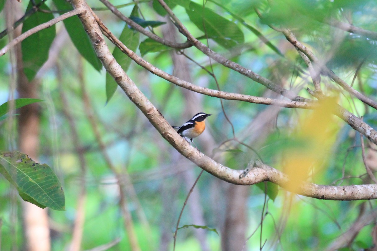 Tanimbar Flycatcher - ML205721911