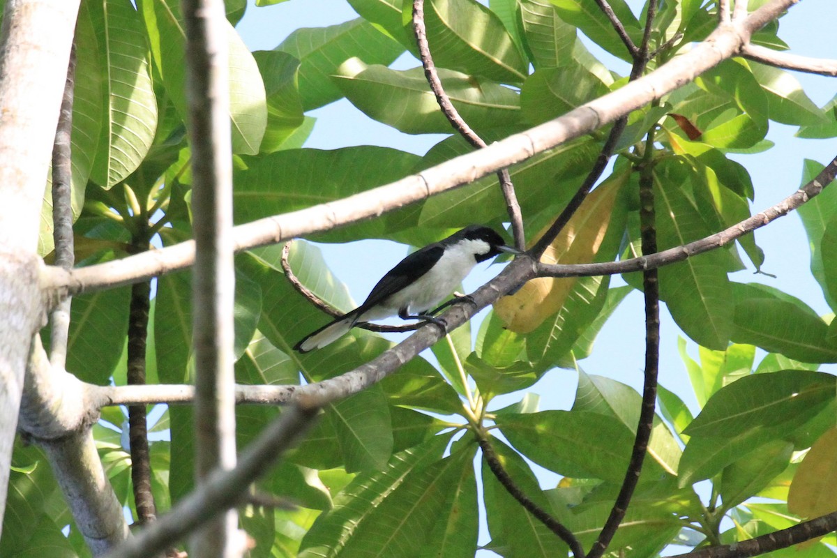 Black-bibbed Monarch - ML205721941