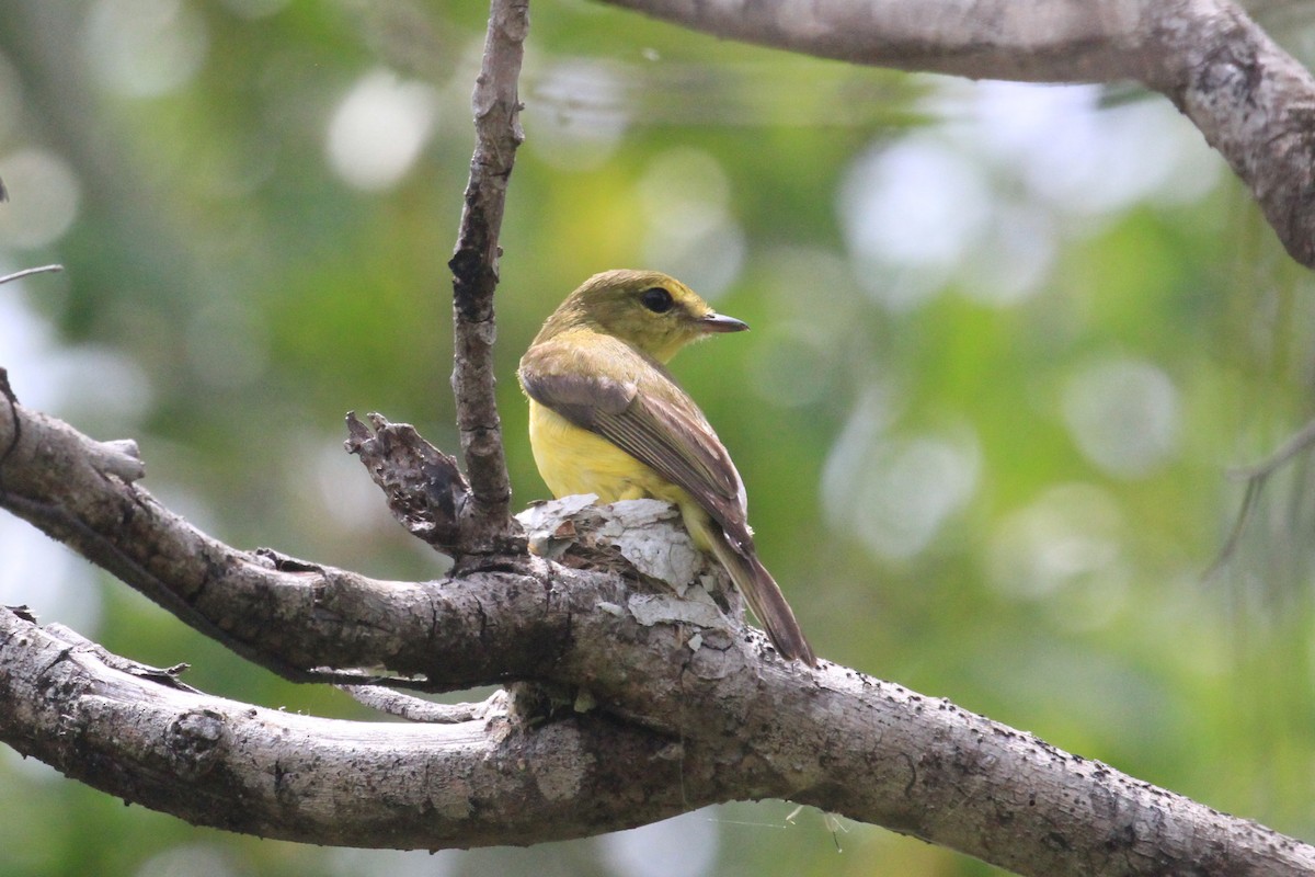 Golden-bellied Flyrobin - ML205721981