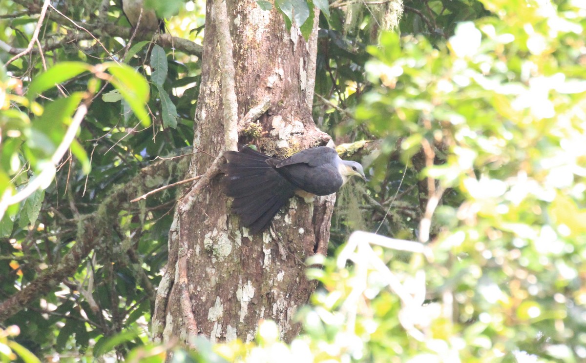 Buru Mountain-Pigeon - ML205722151