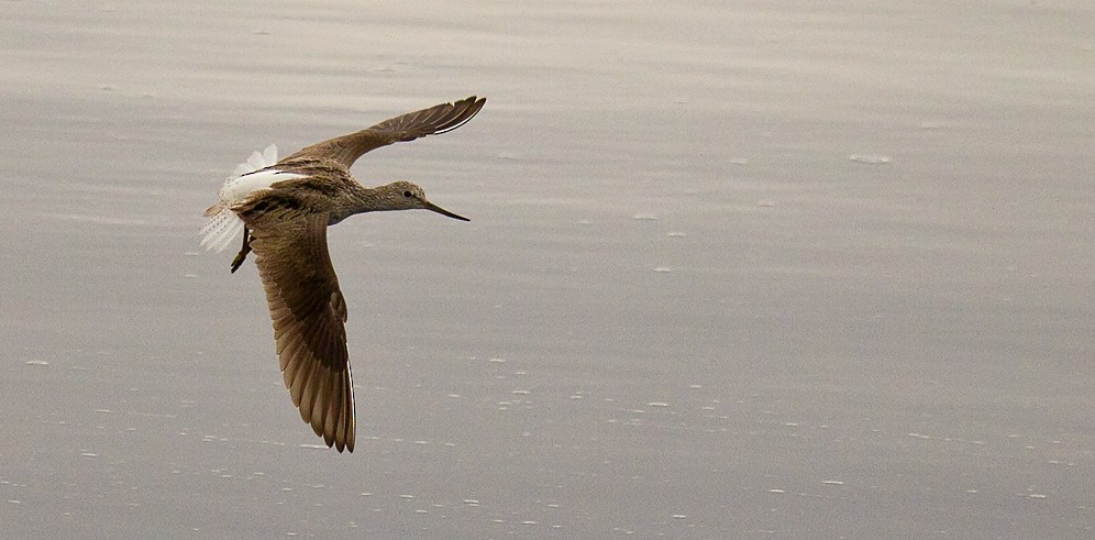 Common Greenshank - ML205722161