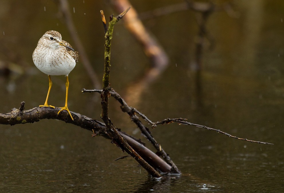 Wood Sandpiper - ML205722171