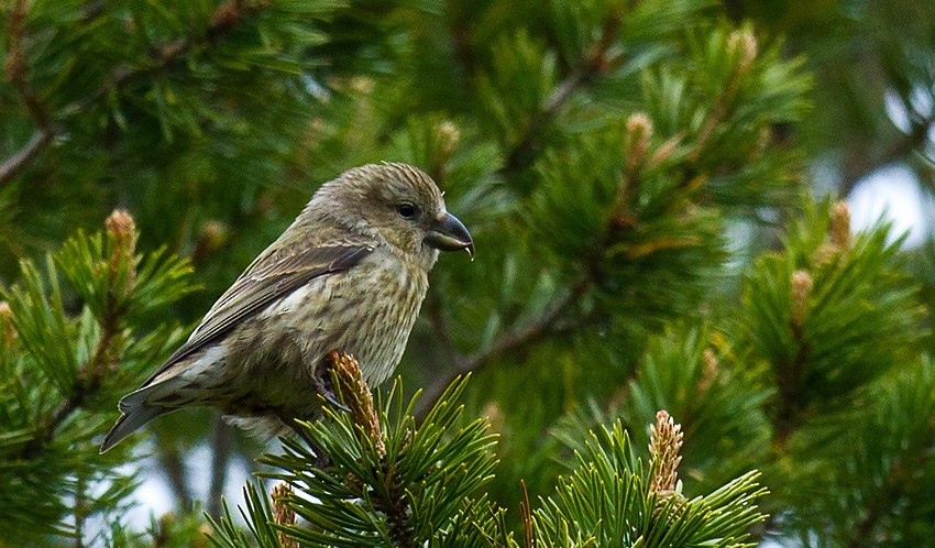 Red Crossbill - ML205722321