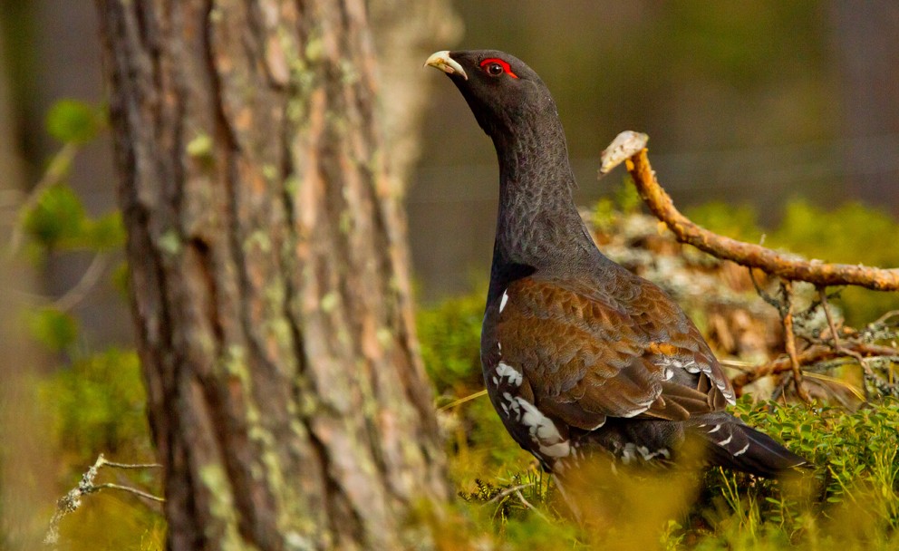 Western Capercaillie - Morten Venas
